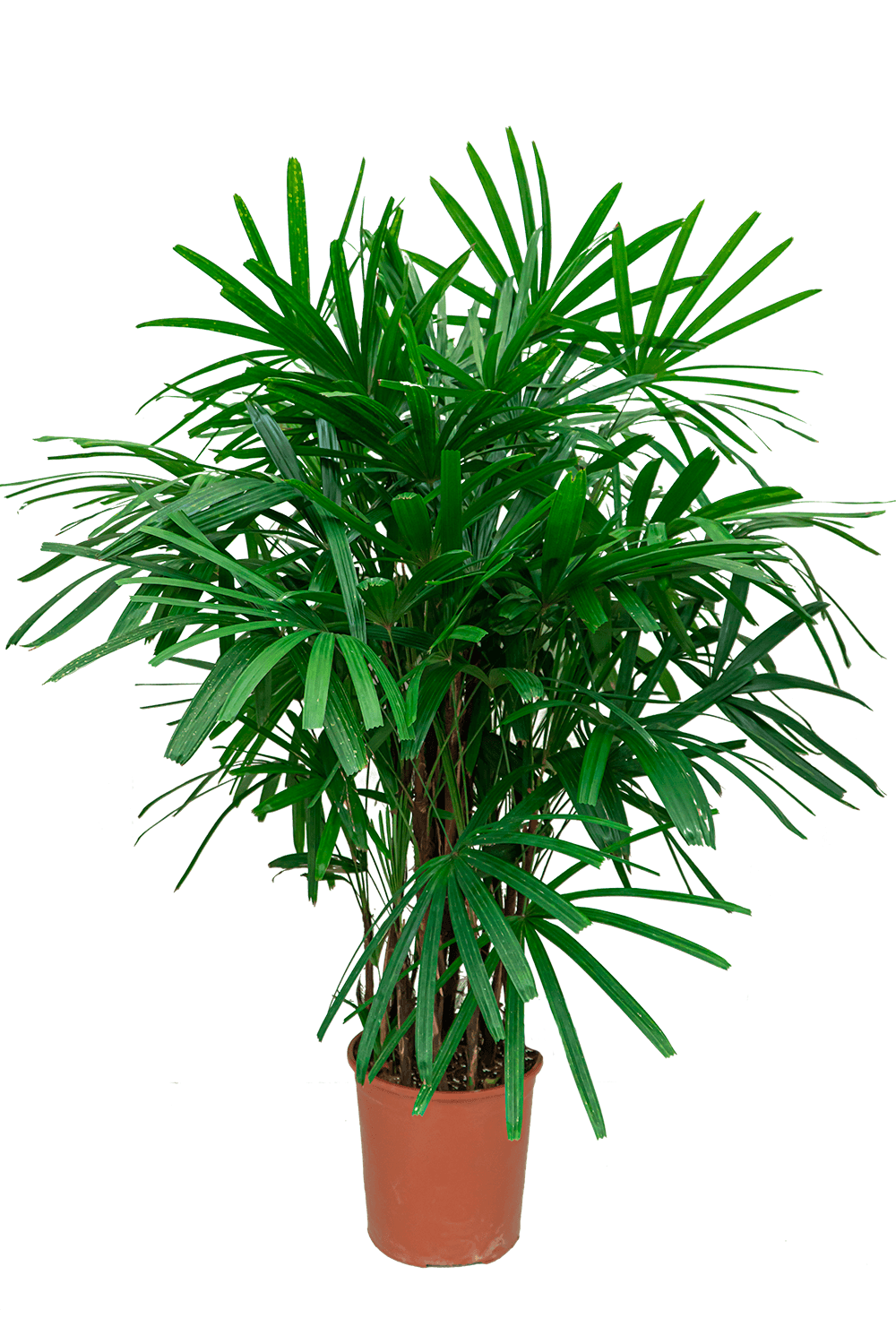 Verzorgingstips Rhapis palm